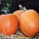 Courge HALLOWEEN